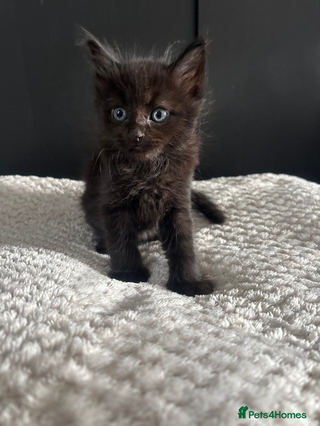 Mixed Breed cats for sale: Kittens for sale  - Image 3