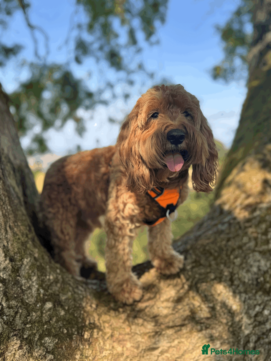 Cockapoo dogs for sale: Beautiful Fox Red Cockapoos - Advert 5