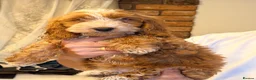 Cockapoo dogs for sale: F1 Toy Size Beautiful Pups PRA and DNA Tested - Advert 8