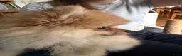 Pomeranian dogs for sale: 🩷 Chocolate merle girl, 🩵 blue eye Merle boy - Advert 9