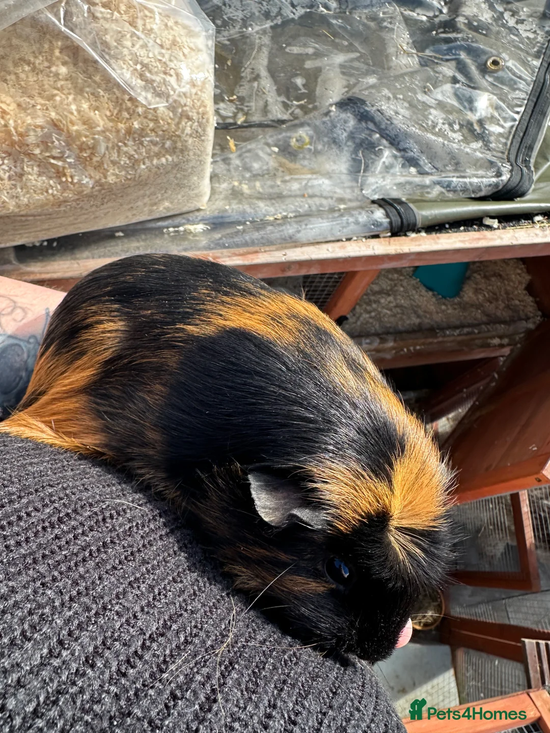 Guinea Pig rodents for sale: Female guinea pigs  - Advert 2