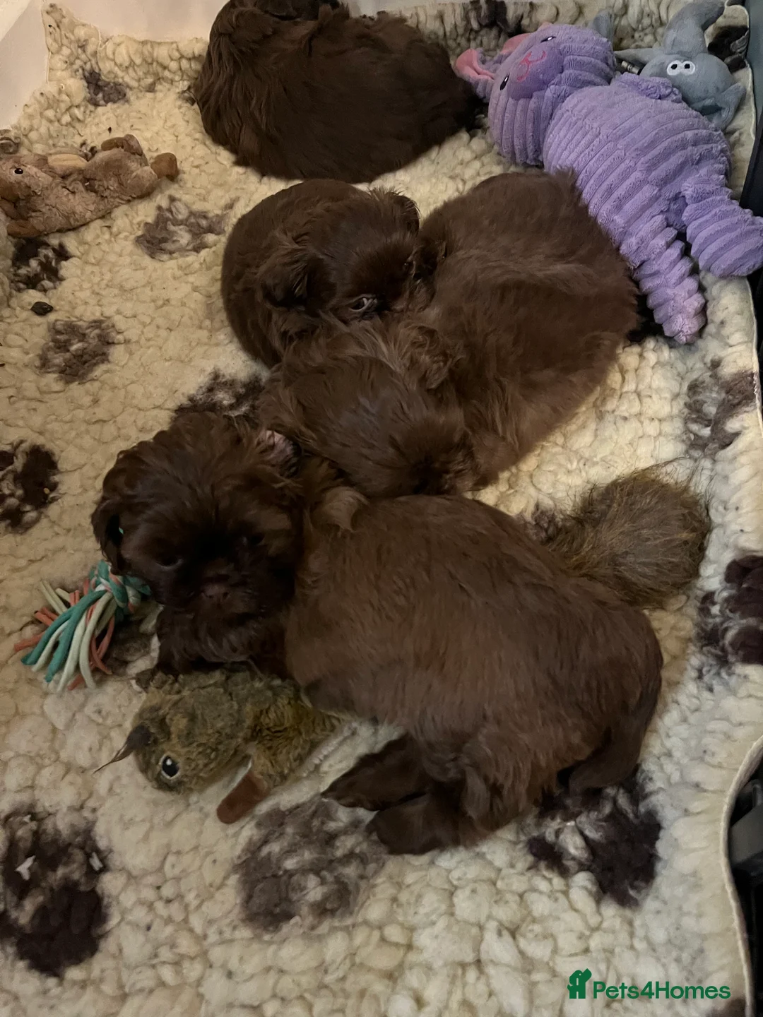 Shih Tzu dogs for sale: Adorable lavender & chocolate Shih Tzu puppies  - Advert 15