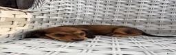 Cocker Spaniel dogs for sale: Cocker spaniel  - Advert 19