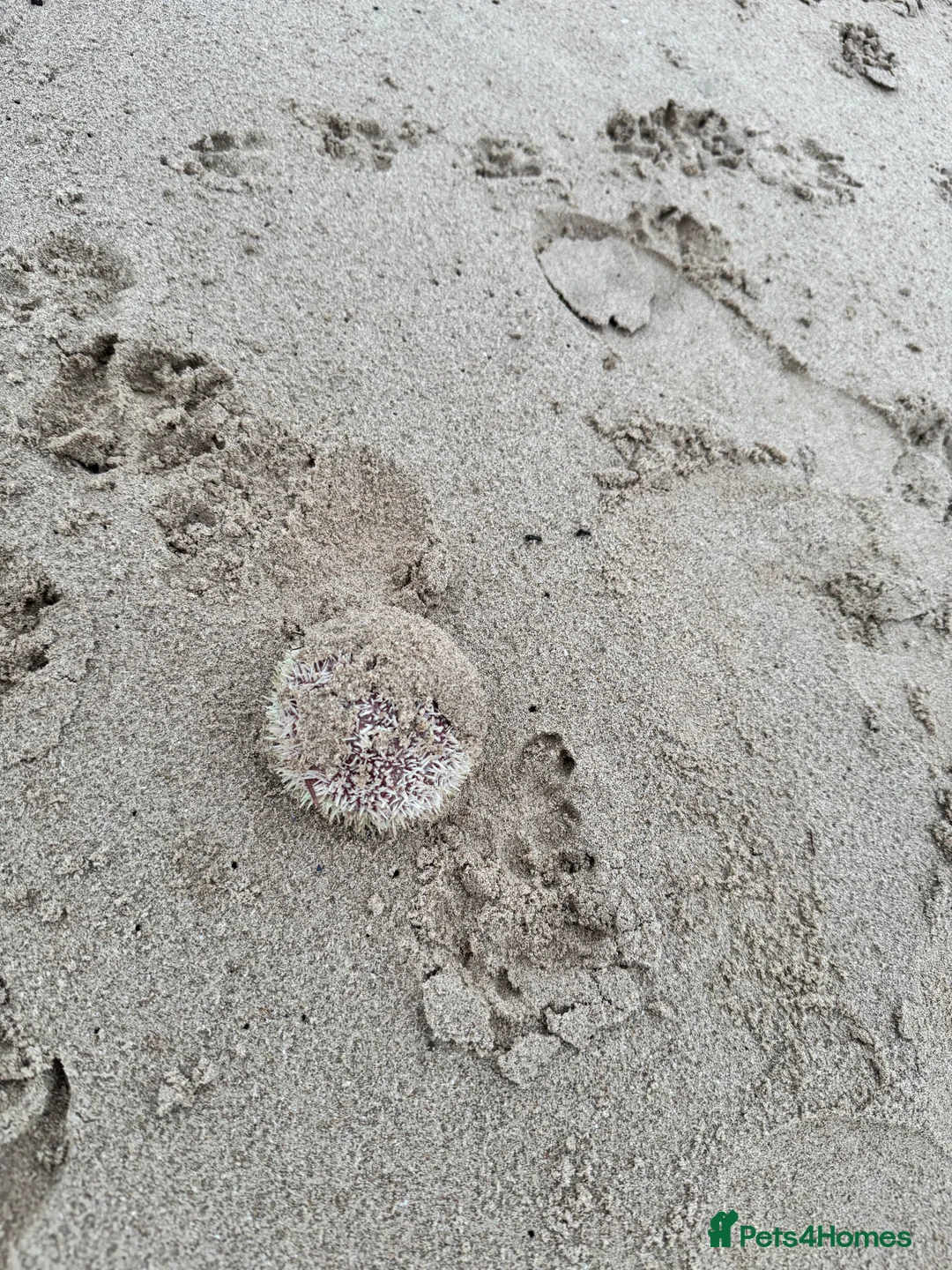 Cocker Spaniel dogs for sale: Cocker spaniel bitches  in Redcar - Advert 16