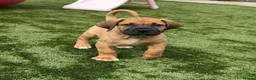 Boerboel dogs for sale: 1 stunning male left  - Advert 2