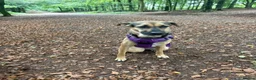 Mixed Breed dogs for sale: Are beautiful roxy - Advert 5