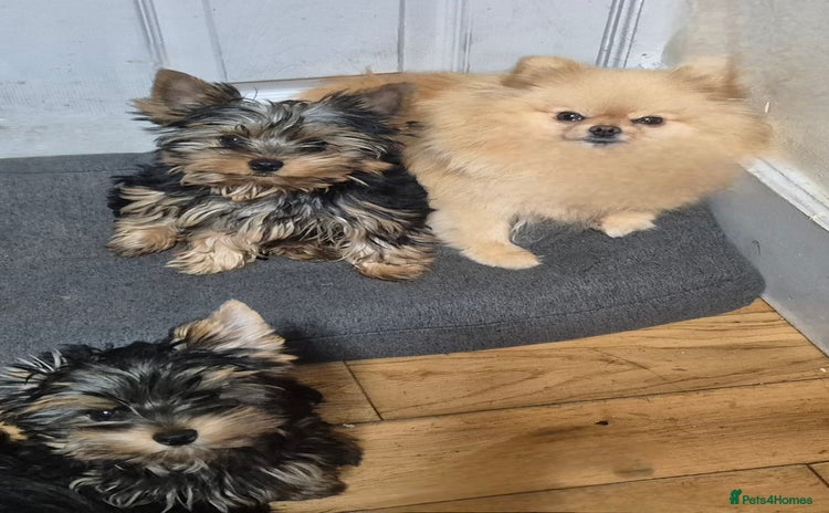 Yorkshire Terrier dogs - Advert 1