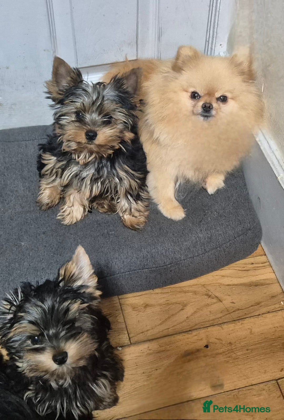 Yorkshire Terrier dogs for sale: Yorkshire Terrier Baby face boys for Sale  😍 - Image 9