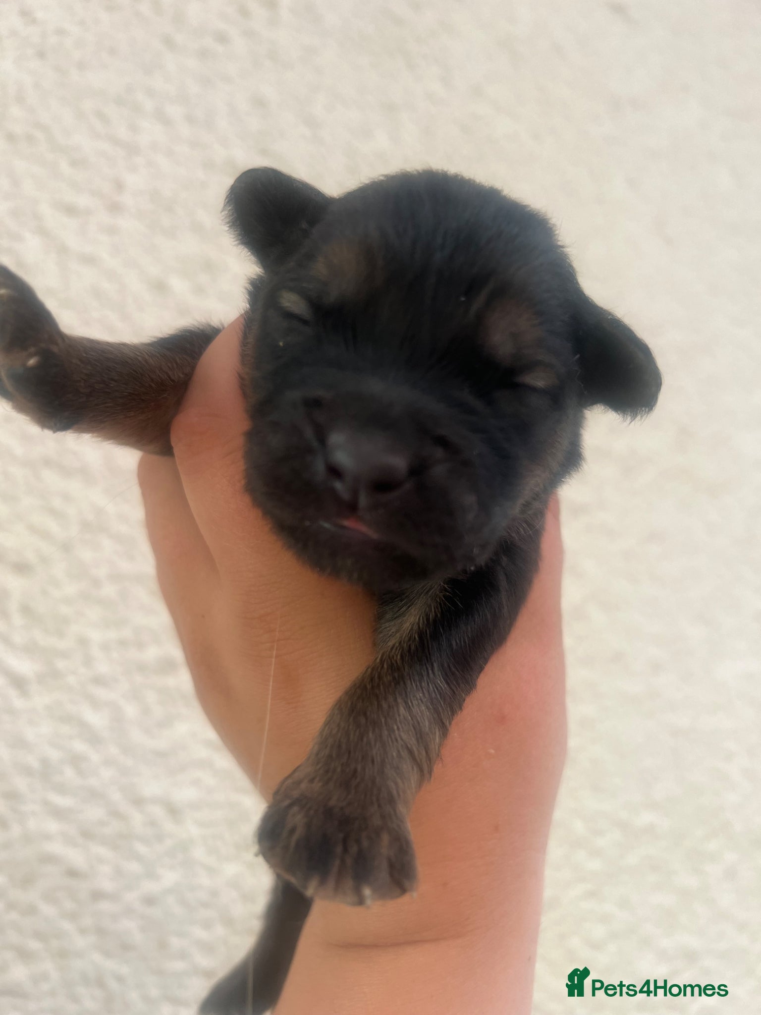 Mixed Breed dogs for sale: 7 beautiful Malkita x puppies with unique colours  - Advert 22