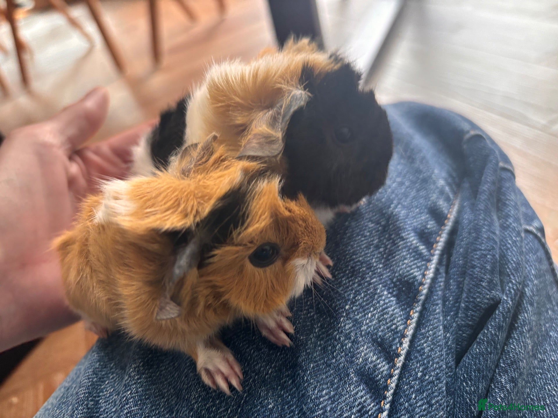 Guinea Pig rodents  Gorgeous Baby Guinea Pigs - Advert 3