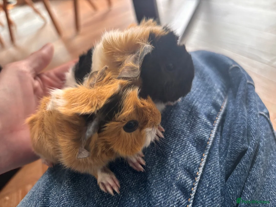 Guinea Pig rodents for sale:  Gorgeous Baby Guinea Pigs - Advert 1