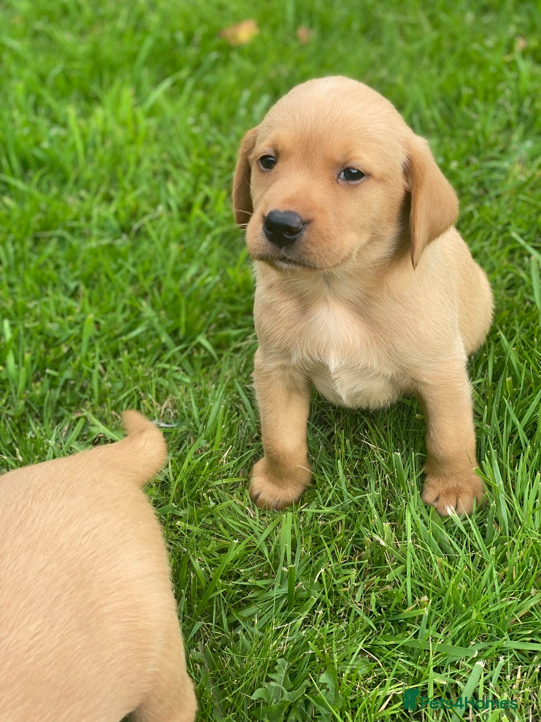 Labrador Retriever dogs for sale: Ftch. Labrador puppies  - Advert 8