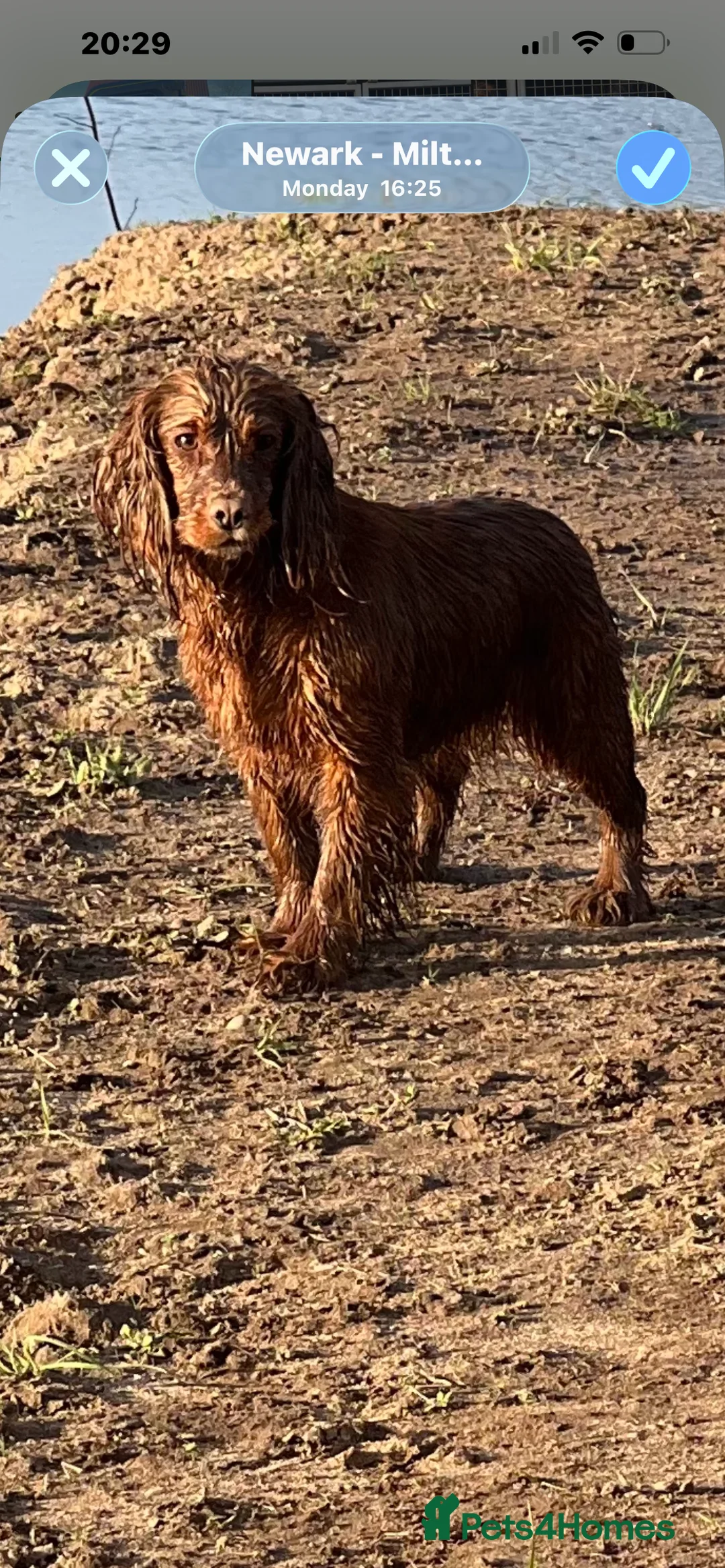 Cocker Spaniel dogs for sale: Kc registered cocker spaniels puppies for sale - Advert 1
