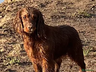 Cocker Spaniel dogs Kc registered cocker spaniels puppies for sale - Advert 1