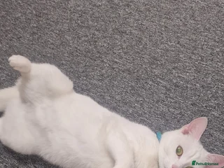 Mixed Breed cats - Advert 19