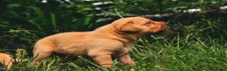 Labrador Retriever dogs for sale: Top Deep Red Quality Labrador Puppies KC Reg  - Advert 16