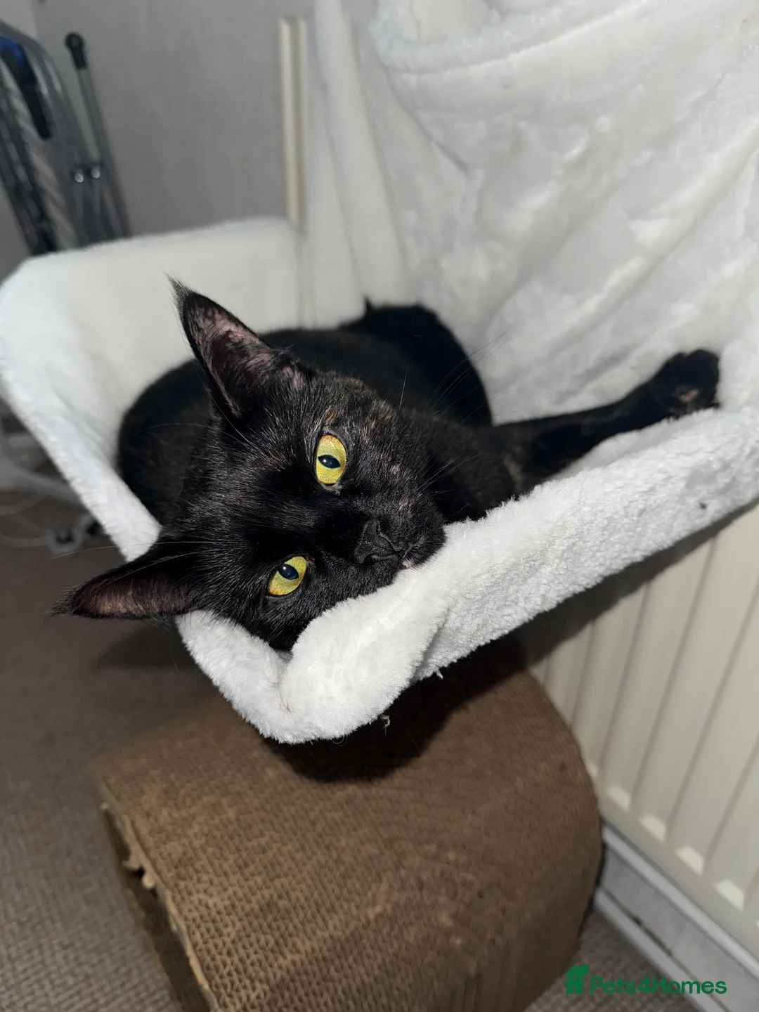 Mixed Breed cats for sale: Beautiful almost 3 year old Cat - Advert 6