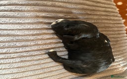 Mixed Breed dogs for sale: 8 beautiful cockapoo cross cavapoo pups - Image 10