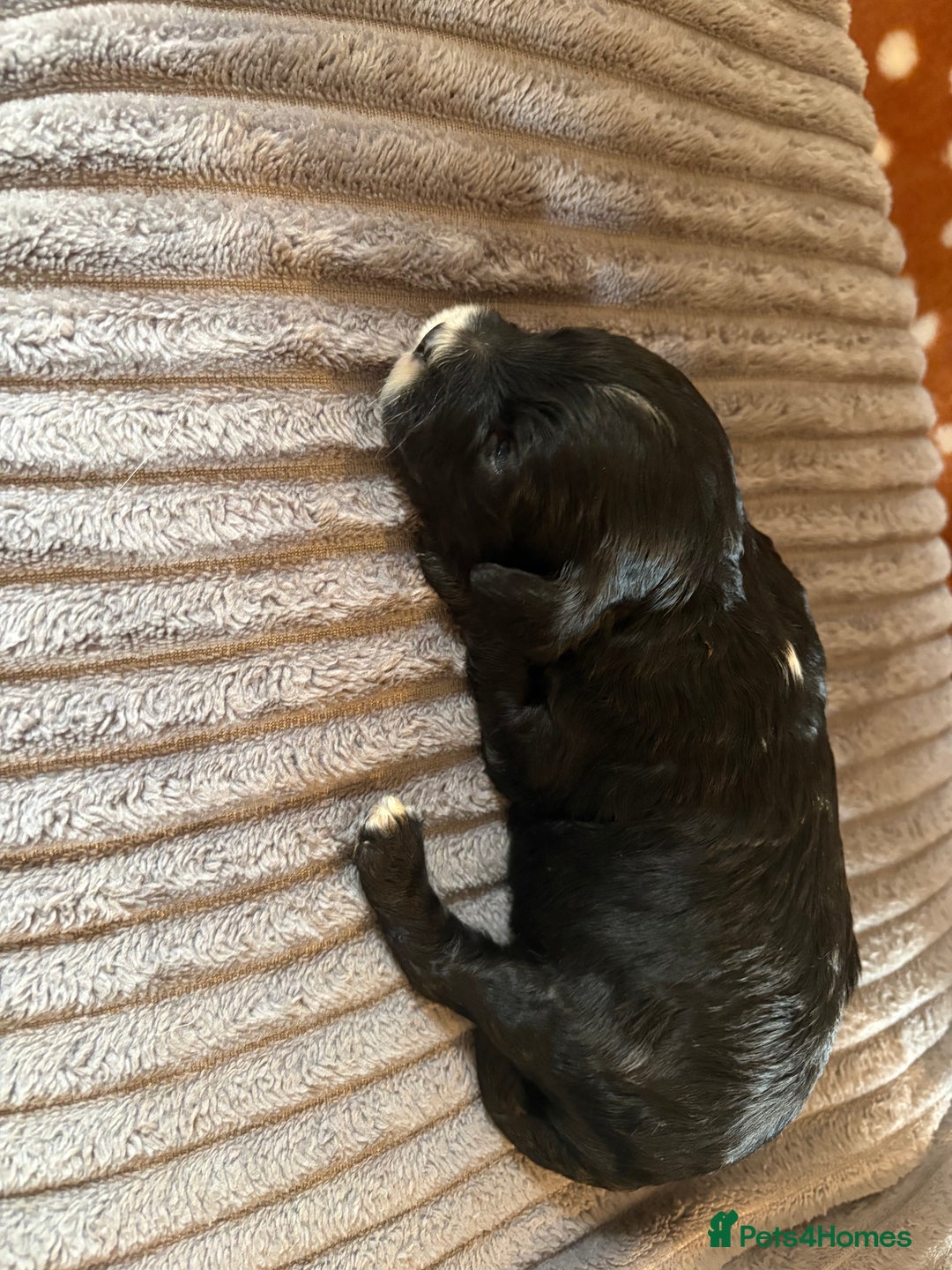 Mixed Breed dogs for sale: 8 beautiful cockapoo cross cavapoo pups - Image 10
