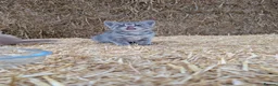Mixed Breed cats for sale: 2 male farm kittens  in Stranraer - Advert 9