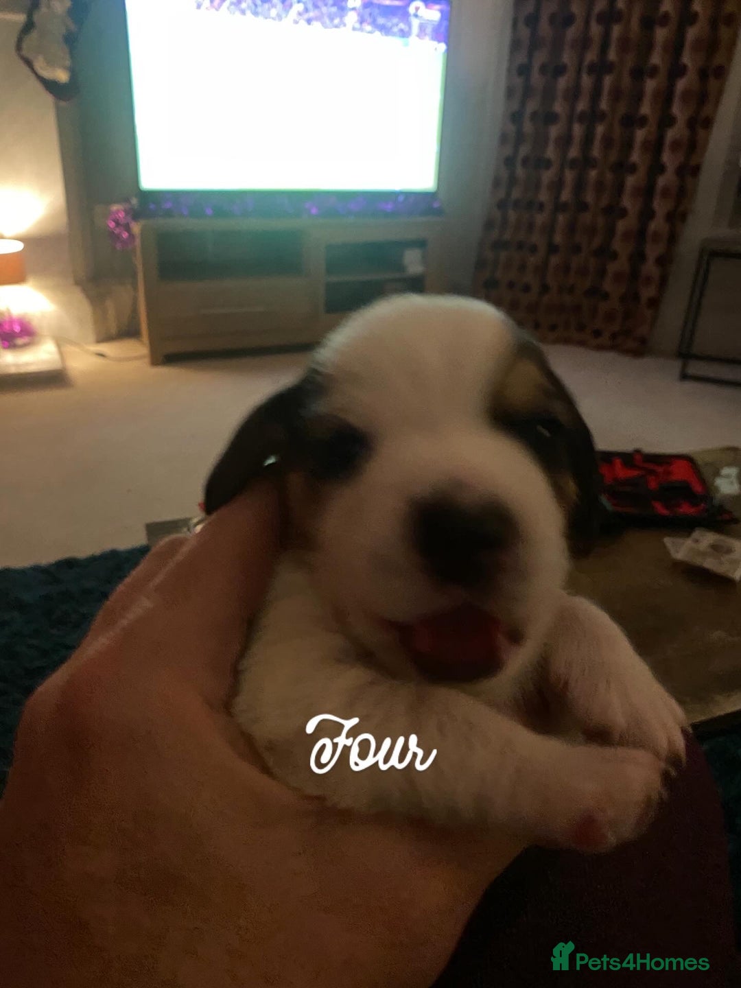 Beagle dogs for sale: 5 Beautiful tri beagle pups  - Advert 16
