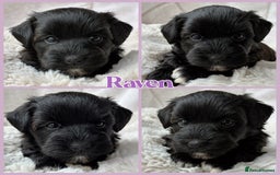 Miniature Schnauzer dogs for sale: MAC/BVA CLEAR - ONE MEGACOATED BLACK GIRL  - Image 1