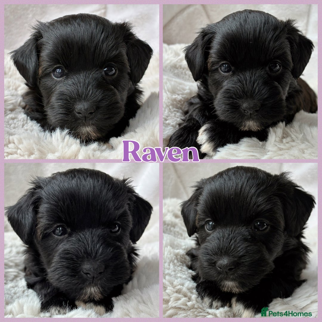 Miniature Schnauzer dogs for sale: MAC/BVA CLEAR - ONE MEGACOATED BLACK GIRL  - Image 1