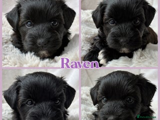 Miniature Schnauzer dogs - Advert 8