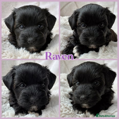 Miniature Schnauzer dogs - Advert 7
