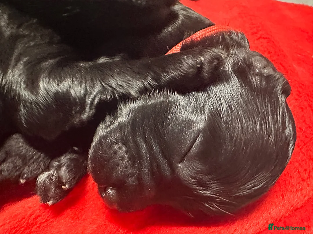 Cockapoo dogs for sale: Cockapoo Puppies for sale in Brighton - Advert 12