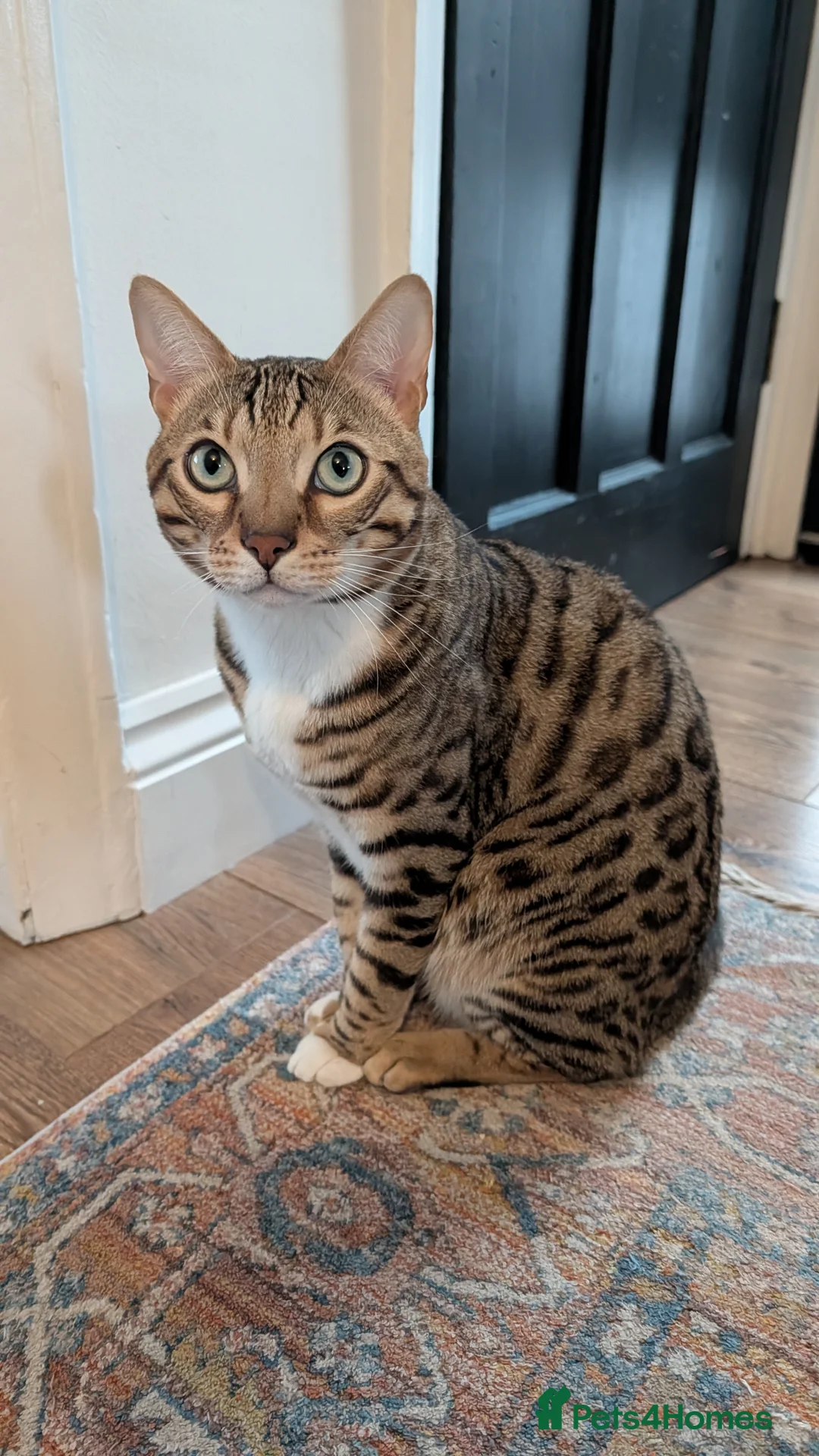 Bengal cats for sale: Adorable Bengal male for sale  - Advert 8