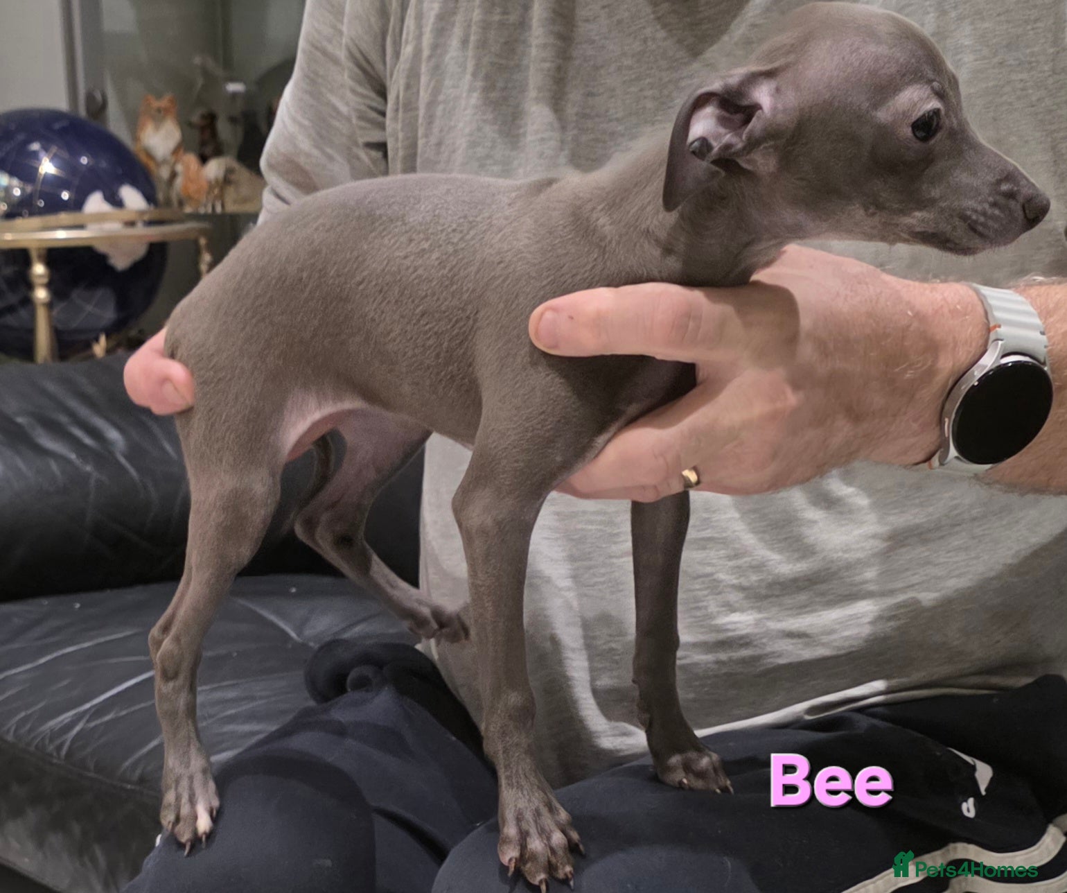 Italian Greyhound dogs KC reg quality Cream girl & blue boy & girl - Advert 2