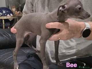 Italian Greyhound dogs KC reg quality blue boy & girl - Advert 3