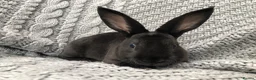 Rex rabbits for sale: Pure breed velvet mini and standard Rex rabbits - Advert 17