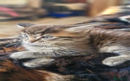 Maine Coon cats for sale: Maincoon cross Ragdoll kittens  - Image 17