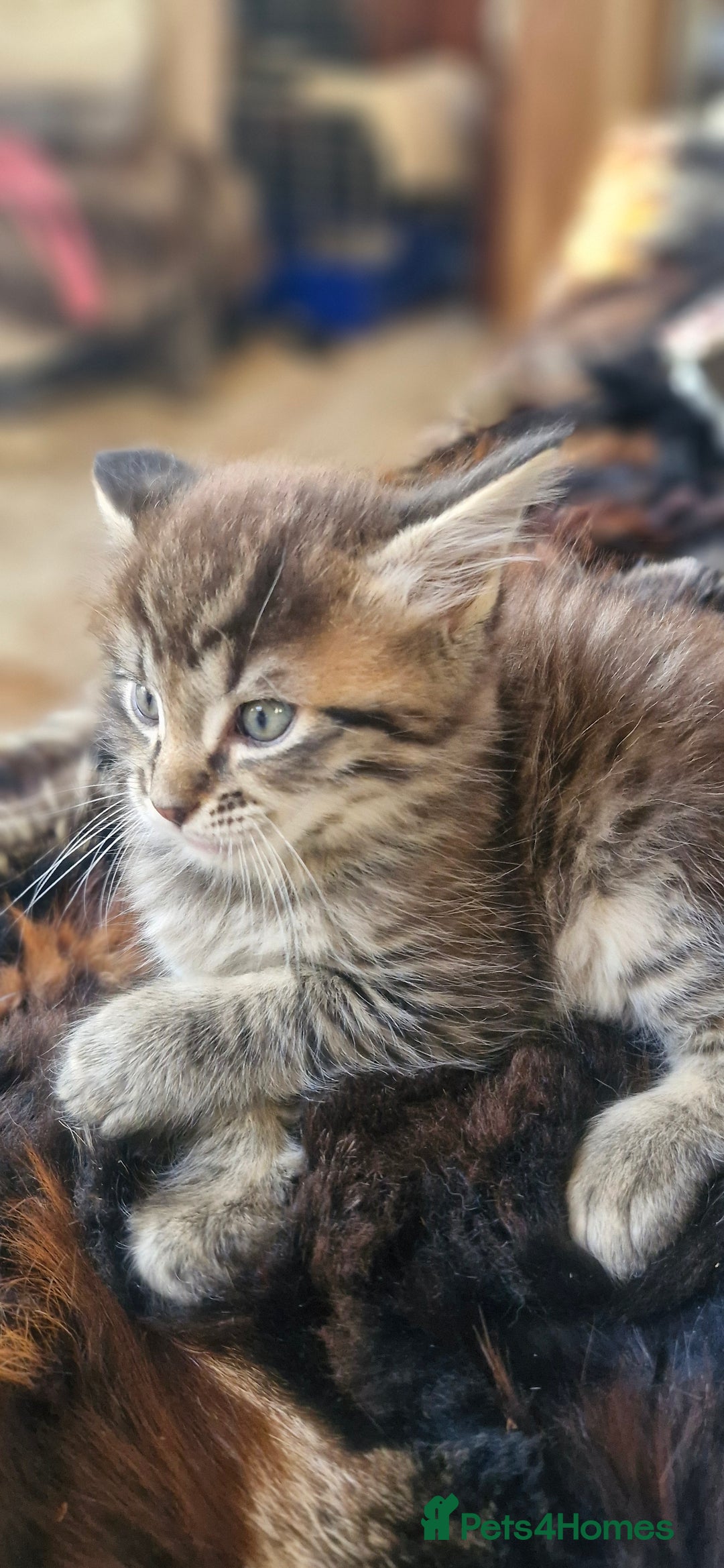 Maine Coon cats for sale: Maincoon cross Ragdoll kittens  - Image 17
