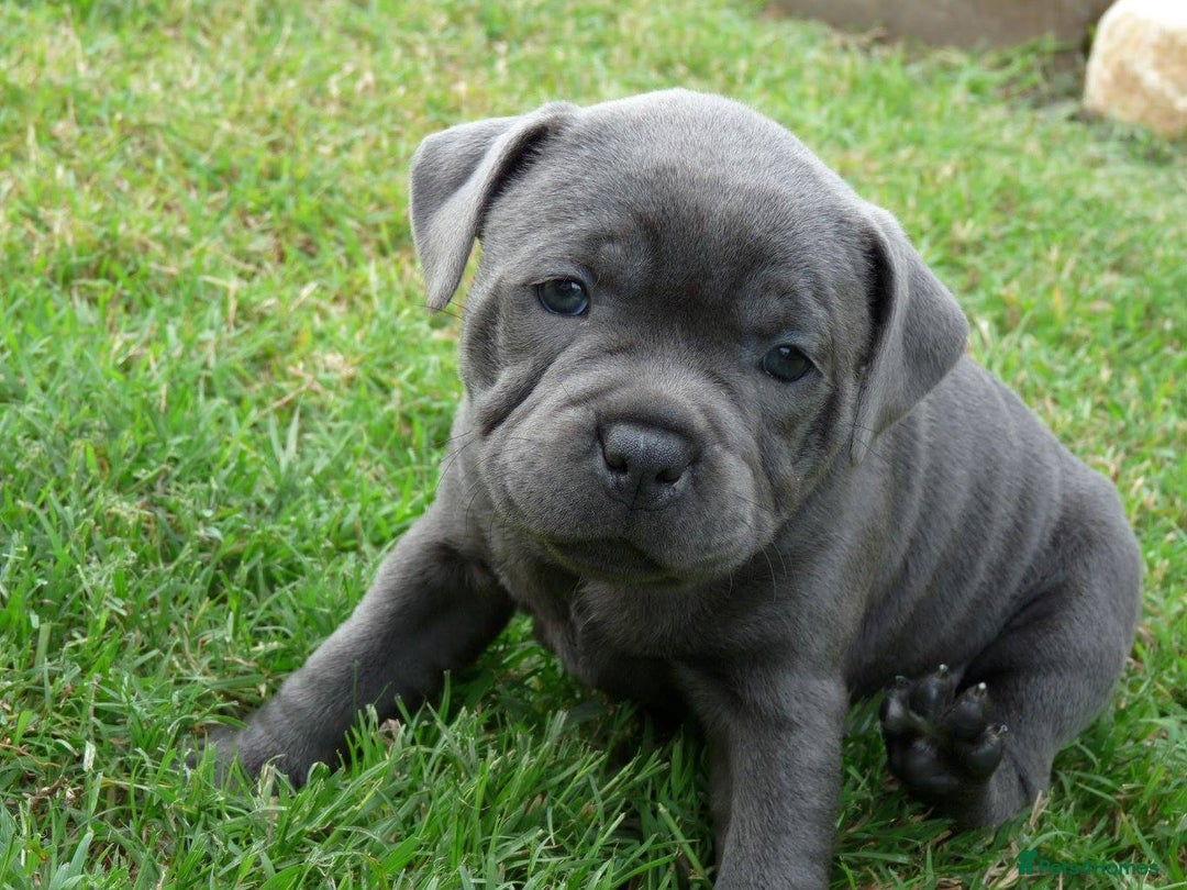Staffordshire Bull Terrier dogs for sale: Staffordshire Bull Terrier Puppies for Sale - Advert 2