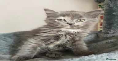 Ragdoll cats - Advert 15