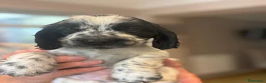 Cocker Spaniel 2