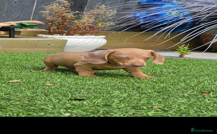 Miniature Dachshund dogs - Advert 7