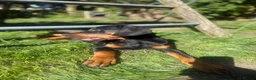 Dobermann dogs for sale: World champion pedigree Dobermanns  - Advert 4