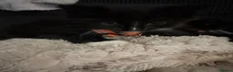 Mixed Breed cats for sale: 6 playful kittens looking for their forever homes - Advert 7
