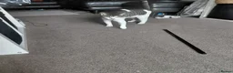 Mixed Breed cats for sale: 2 sister kitties need a new home in Bury - Advert 2