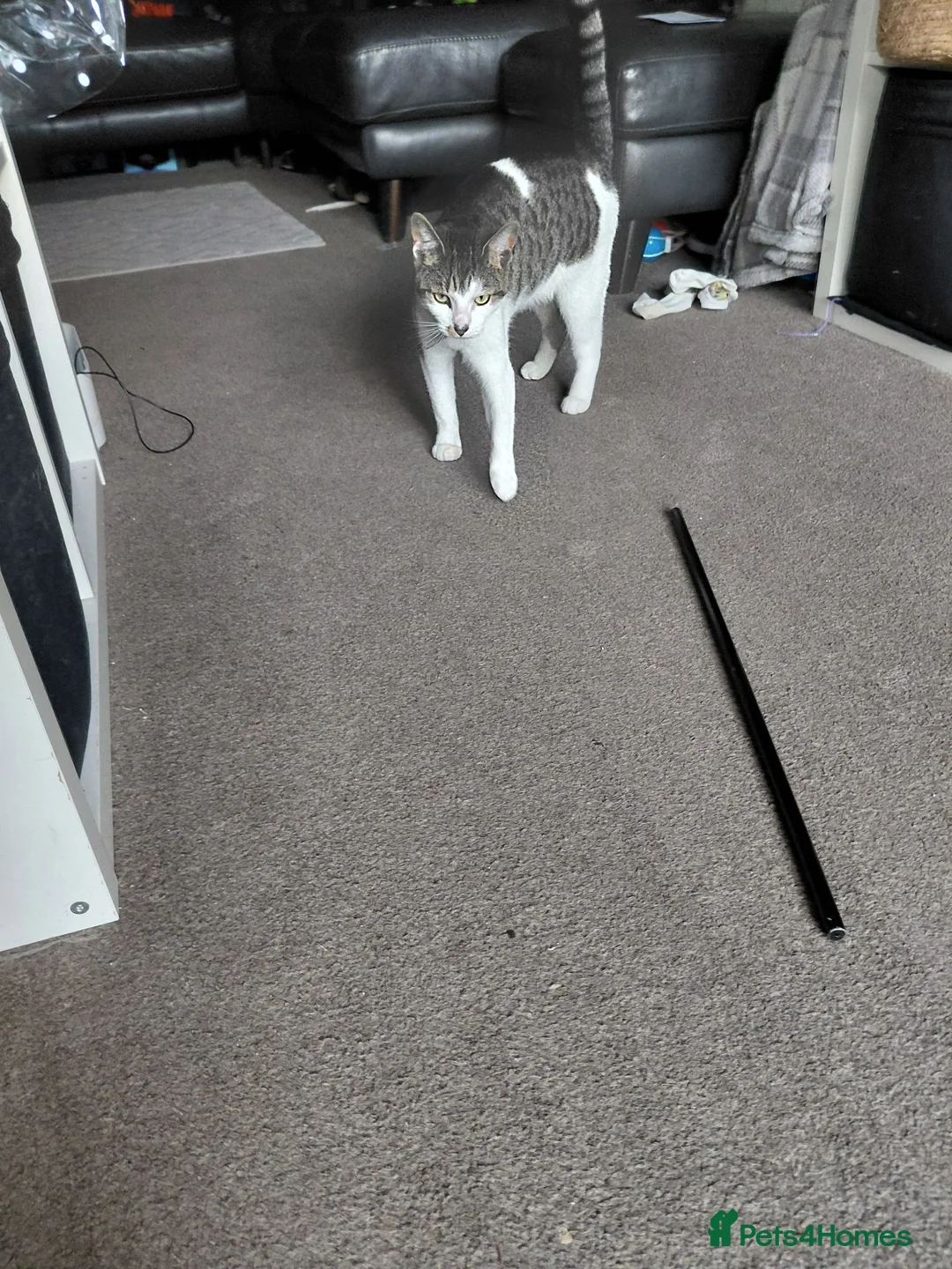 Mixed Breed cats for sale: 2 sister kitties need a new home in Bury - Advert 2