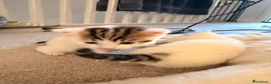 Domestic Shorthair 3