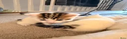 Domestic Shorthair cats for sale: 3 adorable little kittens for sale - Advert 9