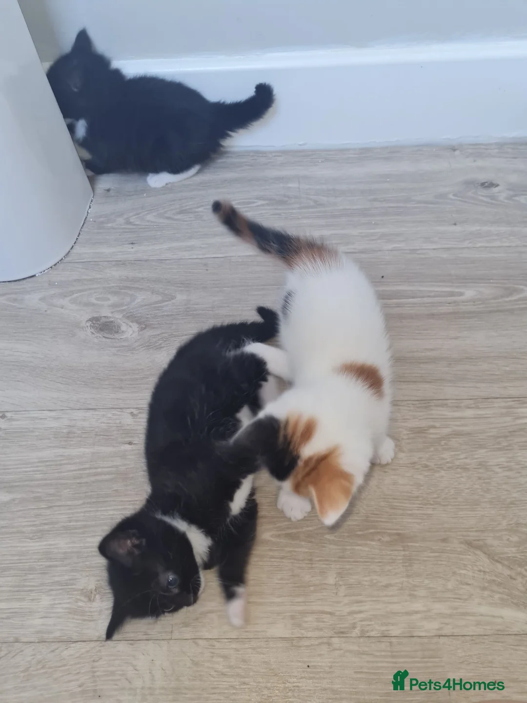 Mixed Breed cats for sale: Beautiful fluffy kitties - Advert 7