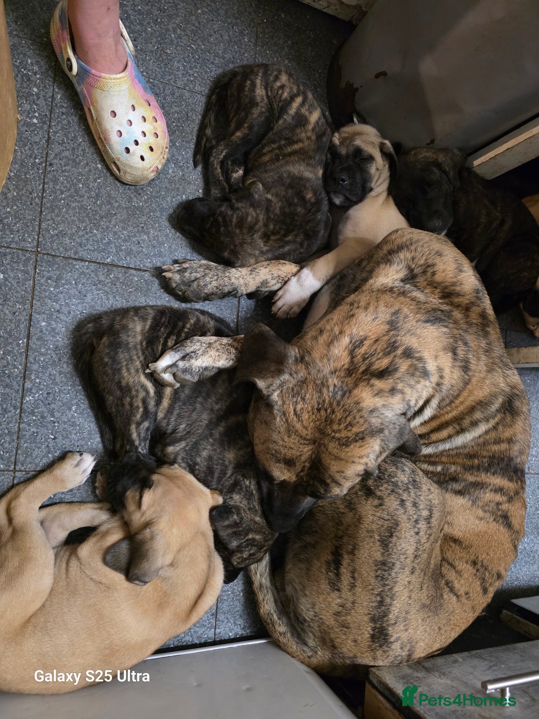 Mixed Breed dogs for sale: Presa Canario X Borboel Puppies  - Image 4