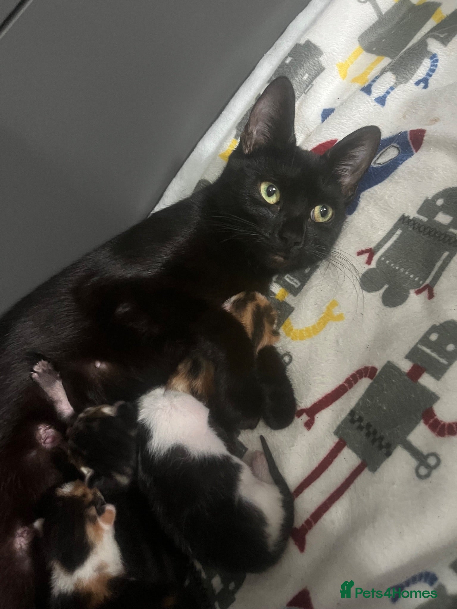 Mixed Breed cats Kittens for sale - Advert 2