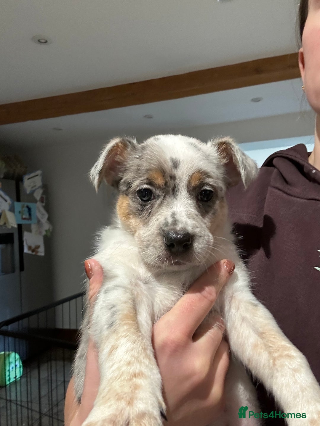 Mixed Breed dogs for sale: Stunning Border Heeler Puppies - Image 2
